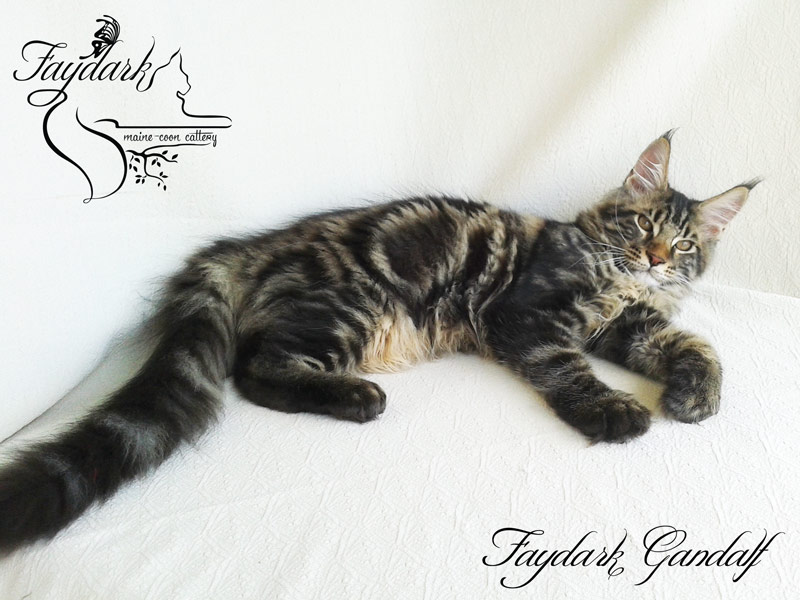 Faydark Gandalf - Kitten maine-coon 4 months 1 week