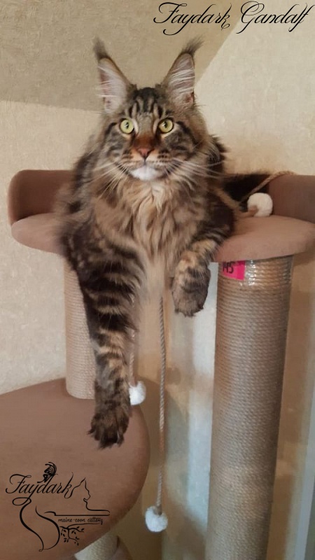 Faydark Gandalf - Adult maine-coon 1 year