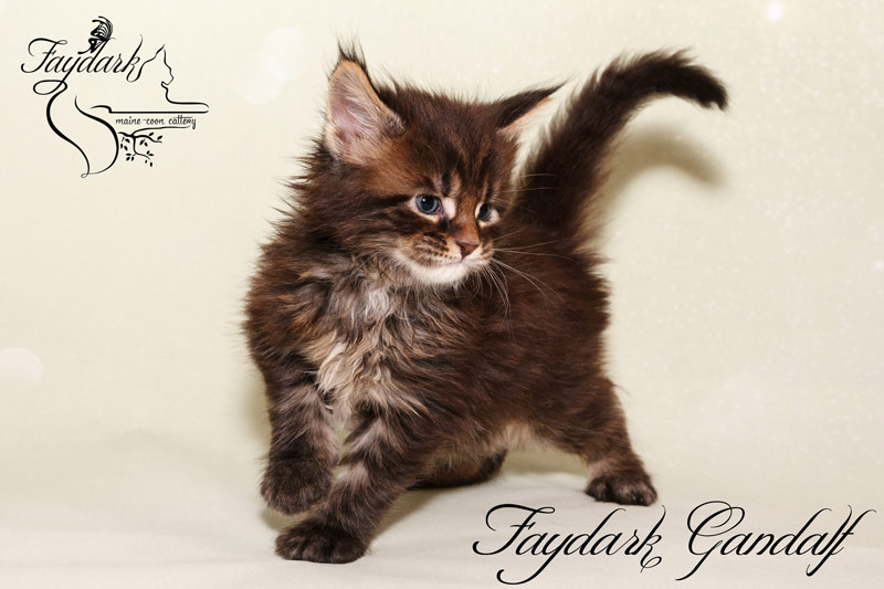 Faydark Gandalf - Kitten maine-coon 1 month