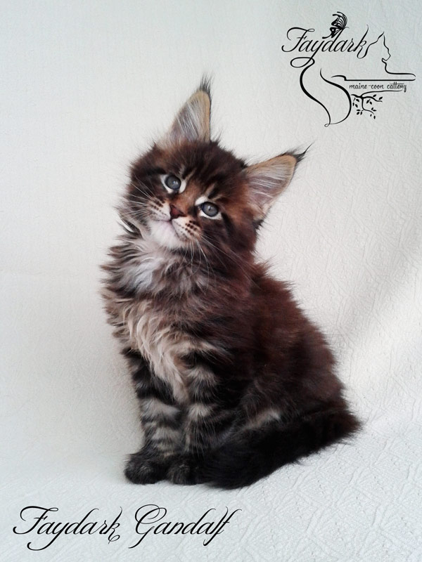 Faydark Gandalf - Kitten maine-coon 1 month 2 weeks