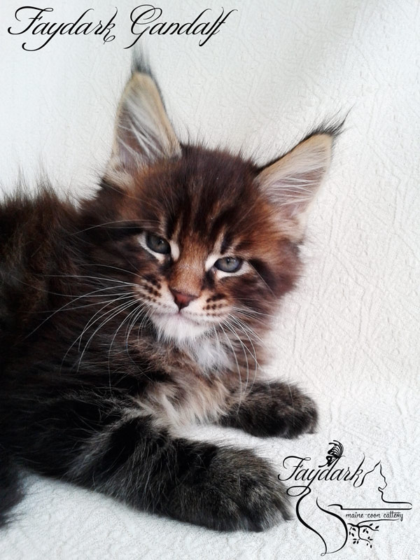 Faydark Gandalf - Kitten maine-coon 1 month 2 weeks