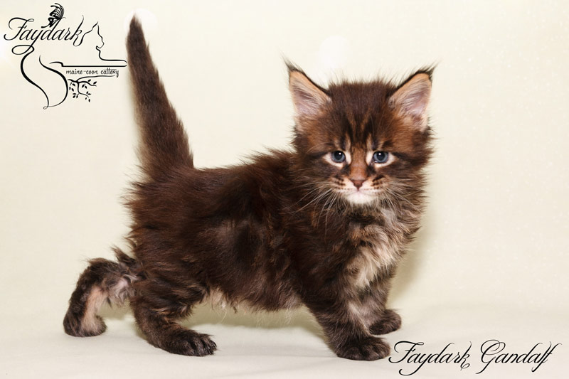 Faydark Gandalf - Kitten maine-coon 1 month