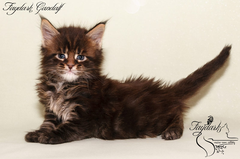 Faydark Gandalf - Kitten maine-coon 1 month