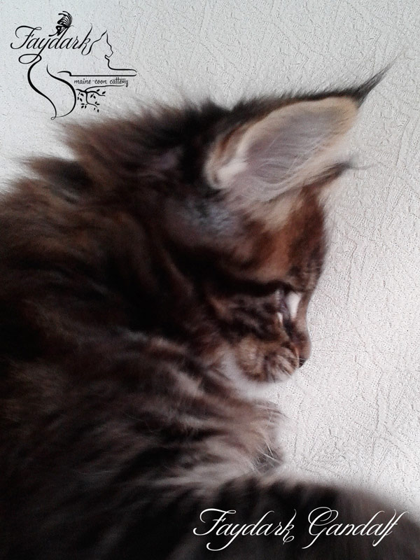 Faydark Gandalf - Kitten maine-coon 1 month 2 weeks