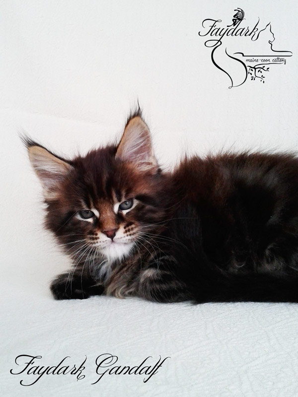 Faydark Gandalf - Kitten maine-coon 1 month 2 weeks