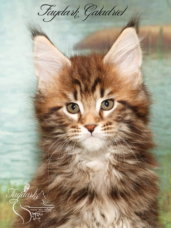 Faydark Galadriel - Kitten maine-coon 2 months
