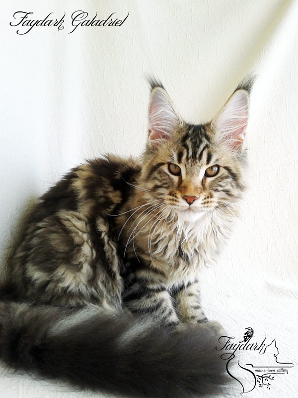 Faydark Galadriel - Kitten maine-coon 4 months 1 week