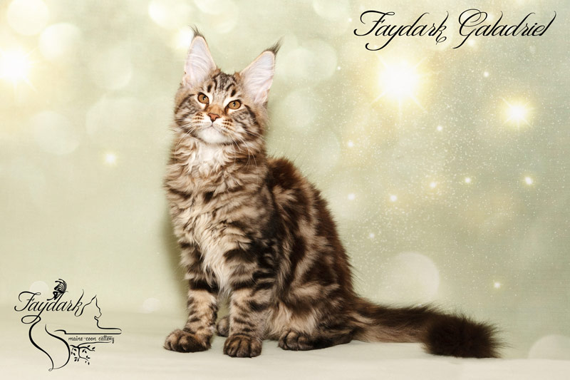 Faydark Galadriel - Kitten maine-coon 3 months 3 weeks