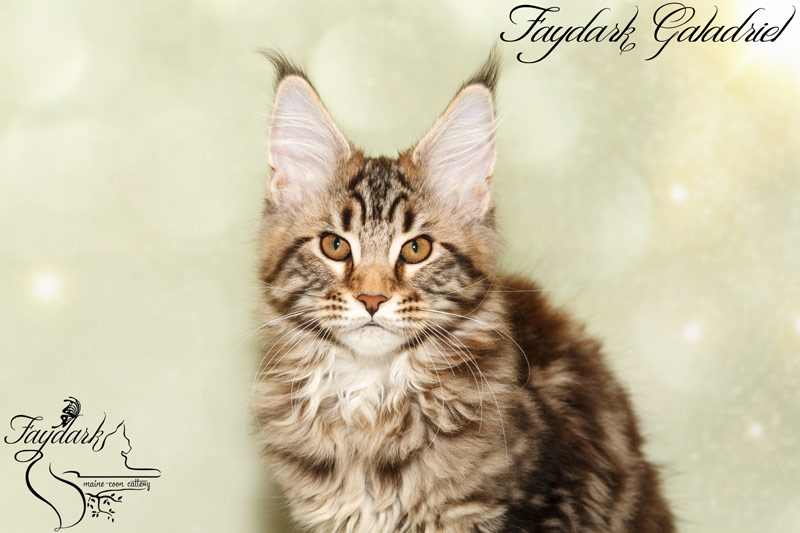 Faydark Galadriel - Kitten maine-coon 3 months 3 weeks