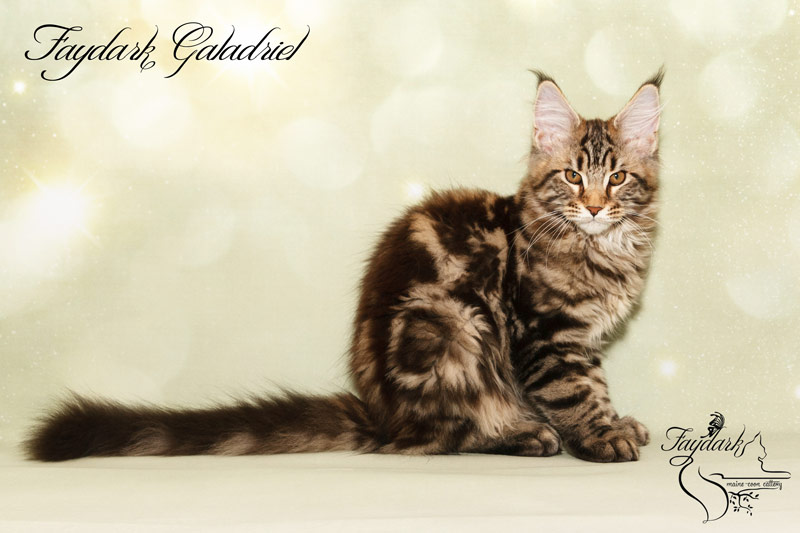 Faydark Galadriel - Kitten maine-coon 3 months 3 weeks