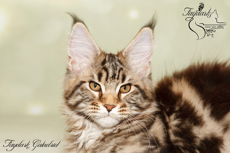 Faydark Galadriel - Kitten maine-coon 3 months 3 weeks