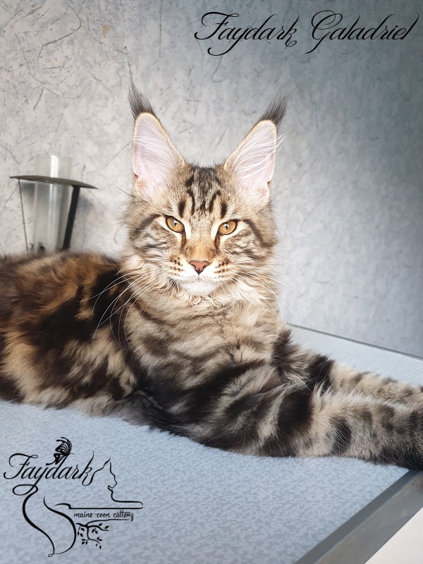 Faydark Galadriel - Kitten maine-coon 4 months 3 weeks