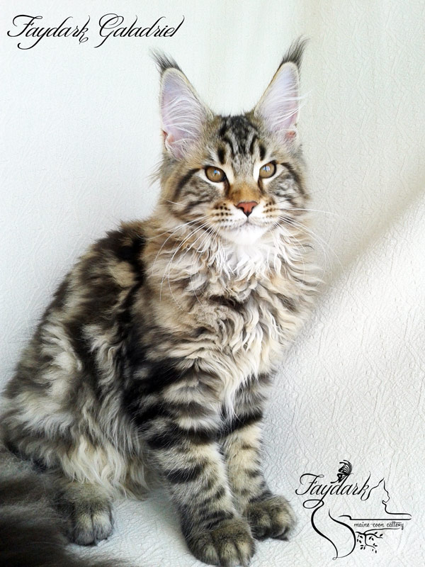 Faydark Galadriel - Kitten maine-coon 4 months 1 week