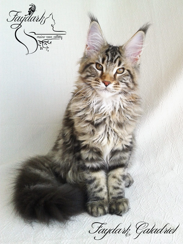 Faydark Galadriel - Kitten maine-coon 4 months 1 week