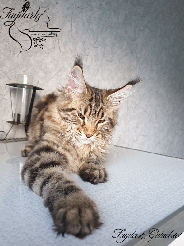 Faydark Galadriel - Kitten maine-coon 4 months 3 weeks