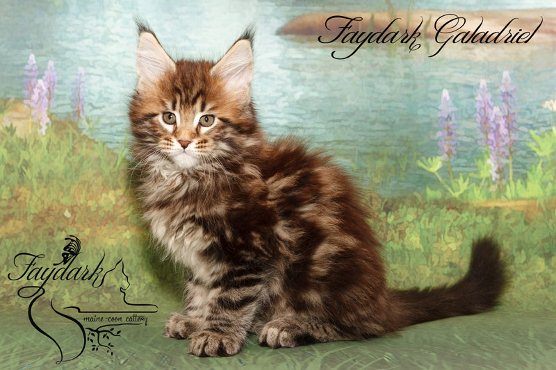 Faydark Galadriel - Kitten maine-coon 2 months