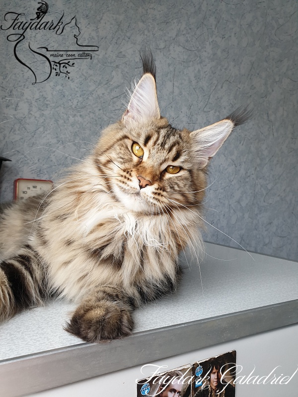 Faydark Galadriel - Adult maine-coon 1 year 1 month 0.5 weeks