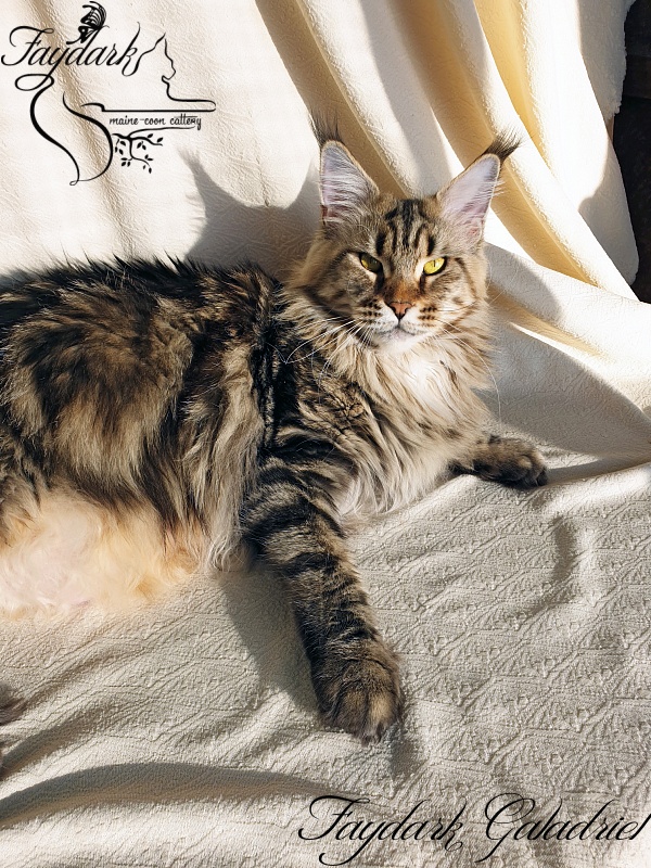 Faydark Galadriel - Adult maine-coon 2 years 10 months 0.5 weeks