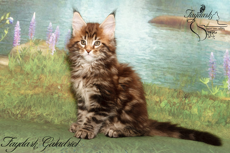 Faydark Galadriel - Kitten maine-coon 2 months