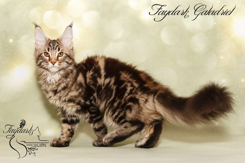 Faydark Galadriel - Kitten maine-coon 3 months 3 weeks