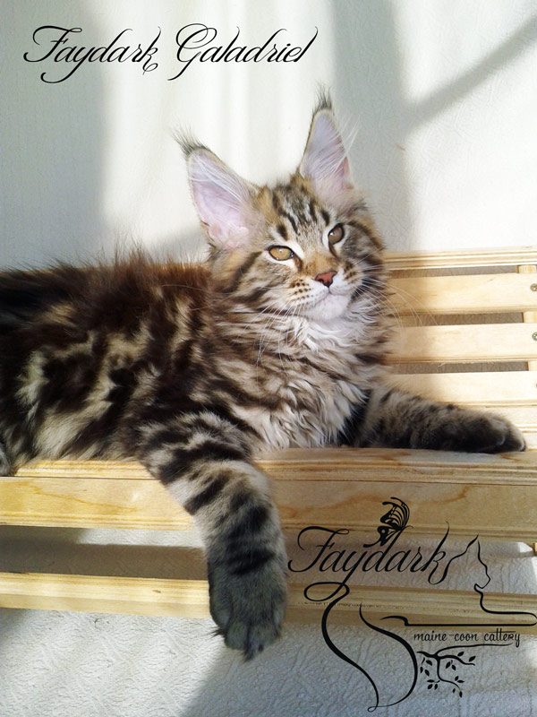Faydark Galadriel - Kitten maine-coon 3 months