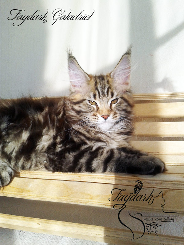 Faydark Galadriel - Kitten maine-coon 3 months