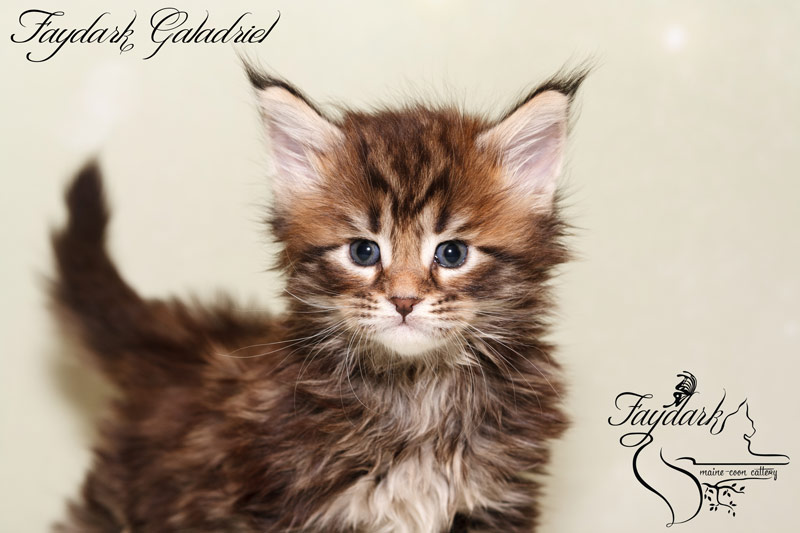 Faydark Galadriel - Kitten maine-coon 1 month