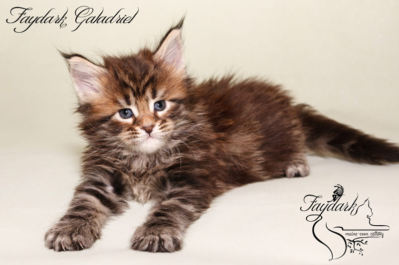 Faydark Galadriel - Kitten maine-coon 1 month