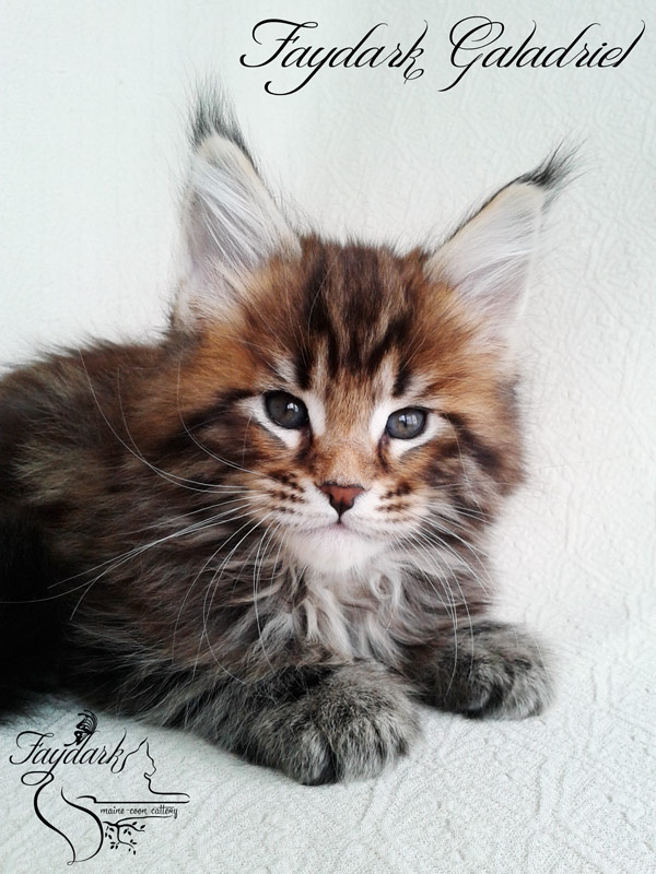 Faydark Galadriel - Kitten maine-coon 1 month 2 weeks