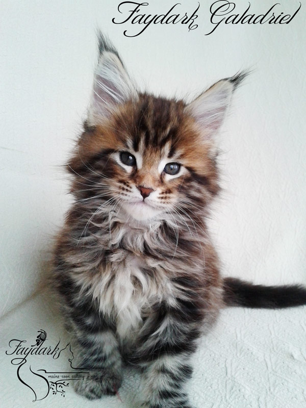 Faydark Galadriel - Kitten maine-coon 1 month 2 weeks