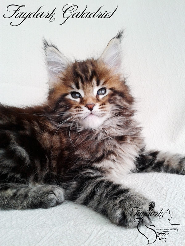 Faydark Galadriel - Kitten maine-coon 1 month 2 weeks