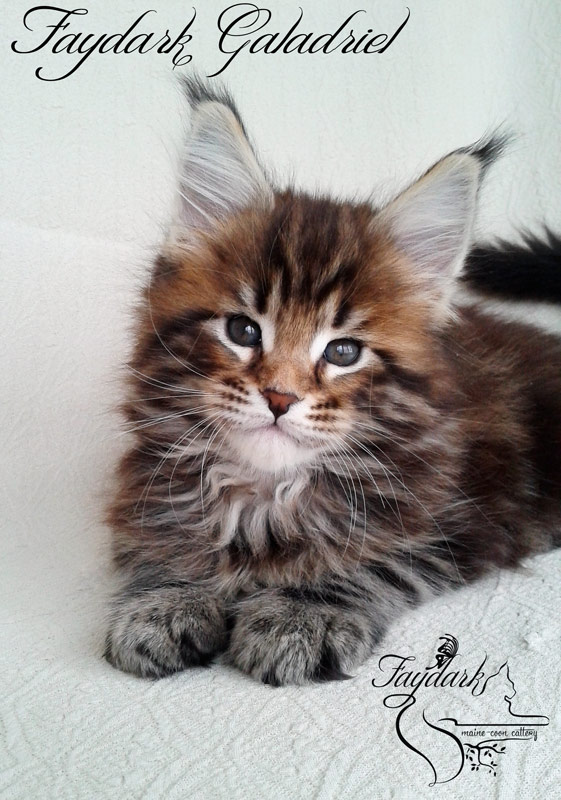 Faydark Galadriel - Kitten maine-coon 1 month 2 weeks