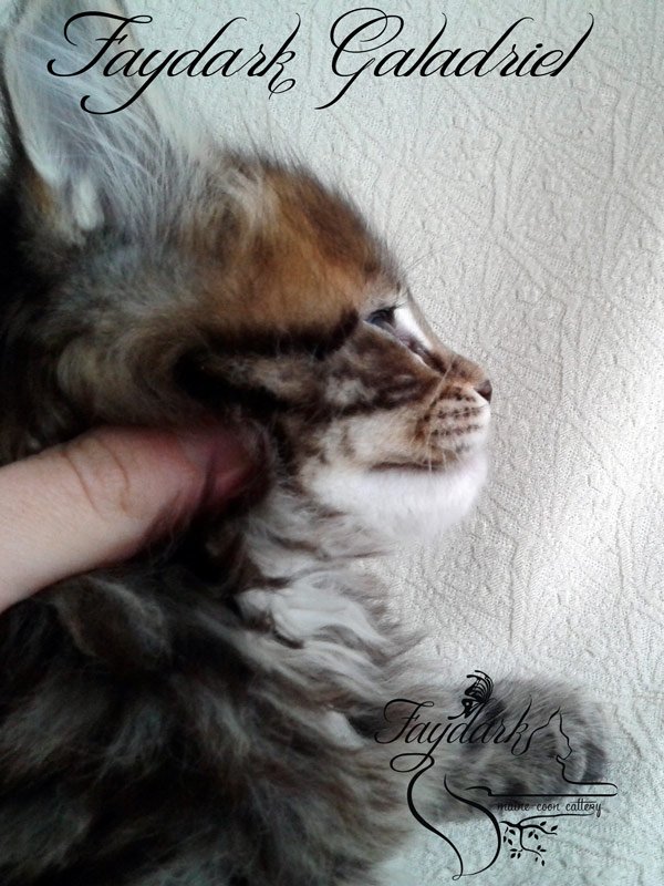 Faydark Galadriel - Kitten maine-coon 1 month 2 weeks