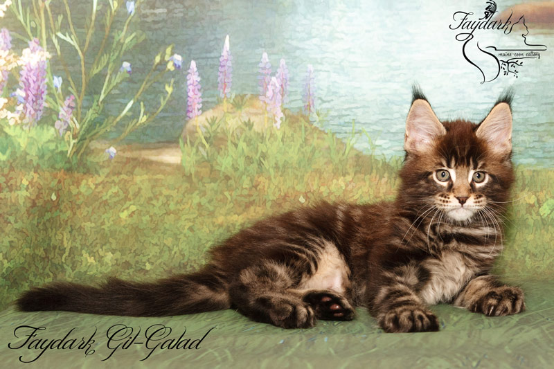 Faydark Gil-Galad - Котенок мейн-кун 2 месяца