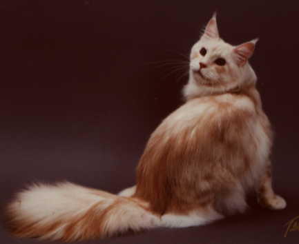 Kitty-Up Geronimo - maine-coon