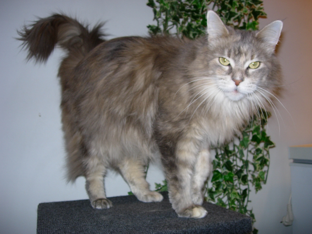 Love Hulen's Spirit In The Sky - Adult maine-coon 5 years 10 months 1 week