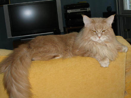 Lynxelot Quint - maine-coon