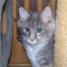 Claud Maykatri Blue