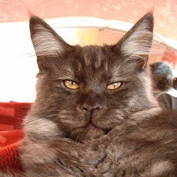 Tarasacoon Vadim