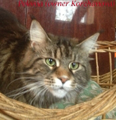 W'Polonia Wiki-Black - maine-coon