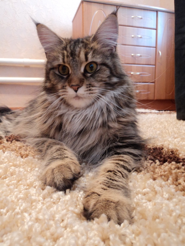 Octavia Ken Koon - Adult maine-coon 1 year 7 months 2 weeks