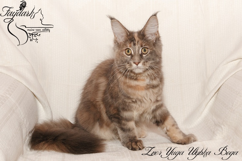 Zver Yuga Ulybka Boga - Котенок мейн-кун 4 месяца 0,5 недель