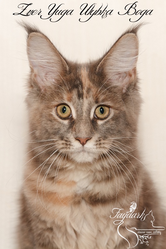 Zver Yuga Ulybka Boga - Котенок мейн-кун 4 месяца 0,5 недель