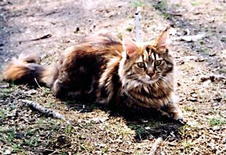 Alaska - maine-coon