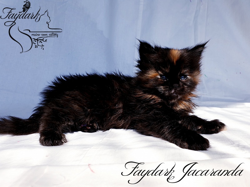 Faydark Jacaranda - Kitten maine-coon 1 month