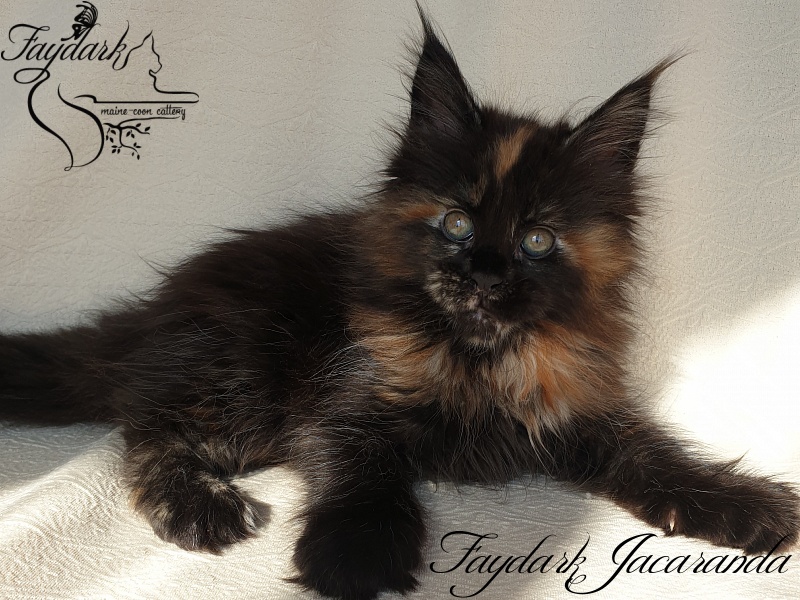Faydark Jacaranda - Kitten maine-coon 1 month 4 weeks