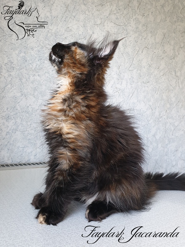 Faydark Jacaranda - Kitten maine-coon 2 months 2.5 weeks