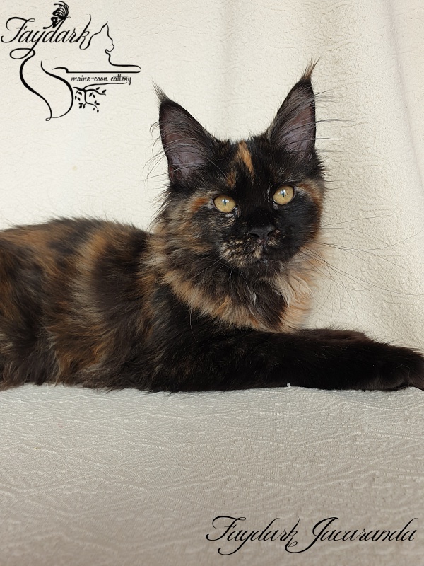 Faydark Jacaranda - Kitten maine-coon 4 months 1.5 week