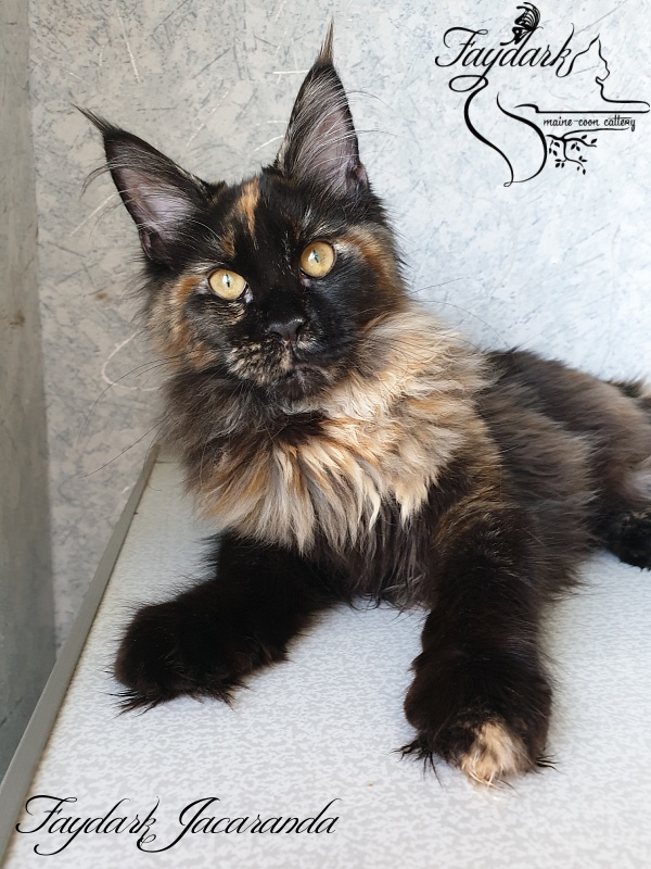 Faydark Jacaranda - Kitten maine-coon 5 months 0.5 weeks