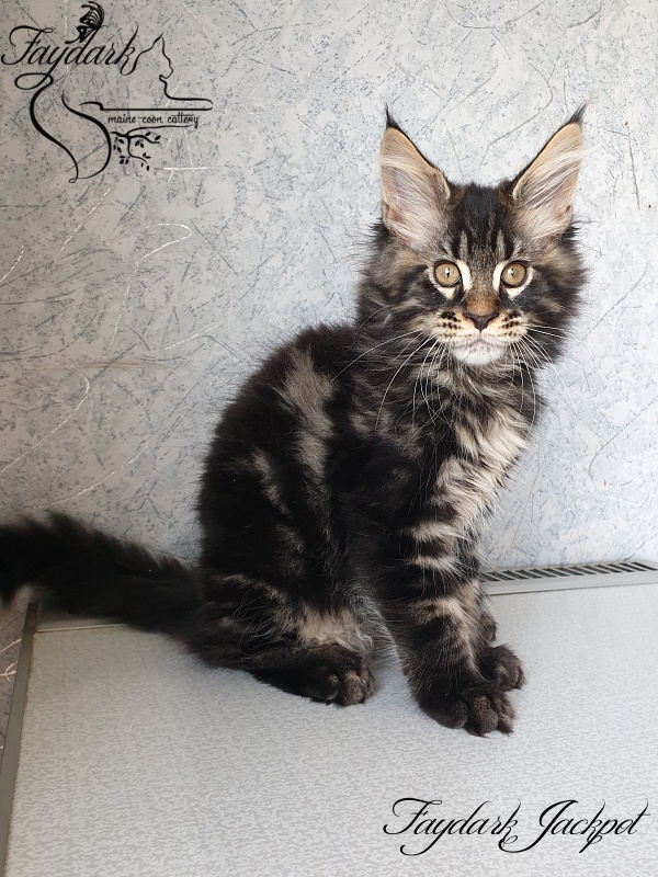 Faydark Jackpot - Kitten maine-coon 2 months 2.5 weeks